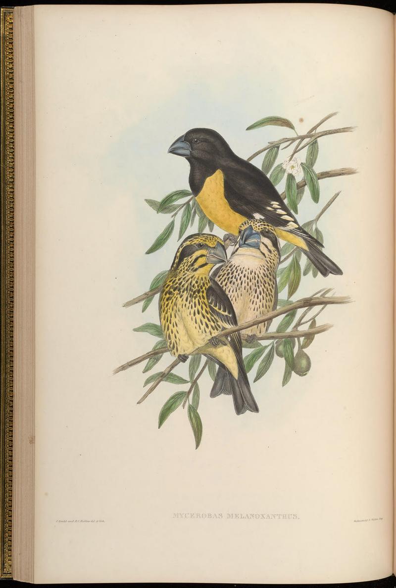 spot-winged grosbeak (Mycerobas melanozanthos); DISPLAY FULL IMAGE.