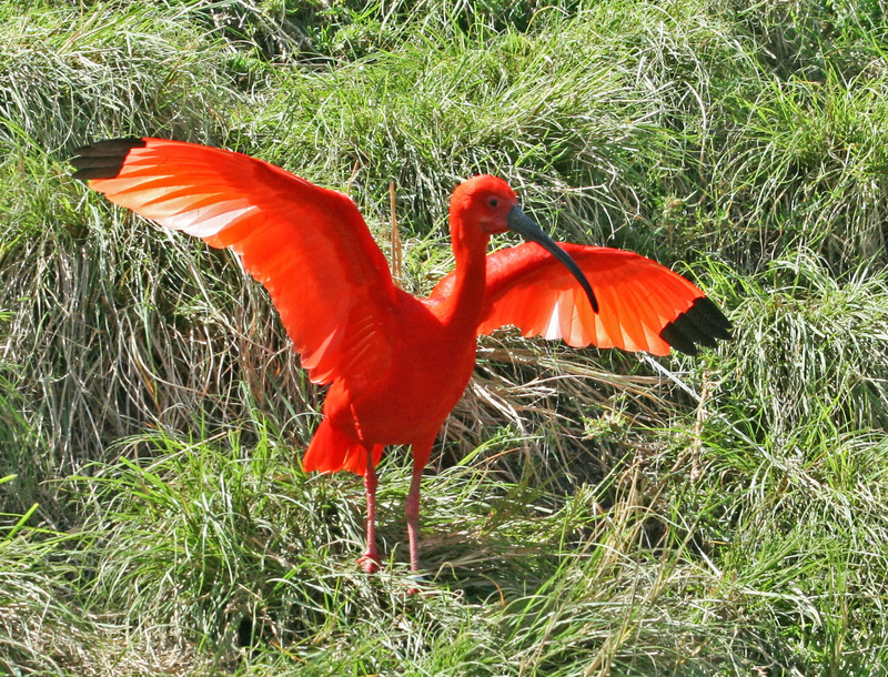 scarlet ibis (Eudocimus ruber); DISPLAY FULL IMAGE.