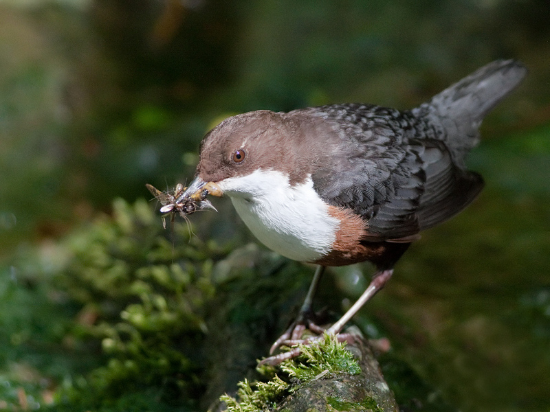 European dipper, white-throated dipper (Cinclus cinclus); DISPLAY FULL IMAGE.