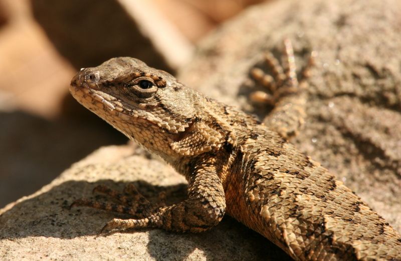 eastern fence lizard (Sceloporus undulatus); DISPLAY FULL IMAGE.