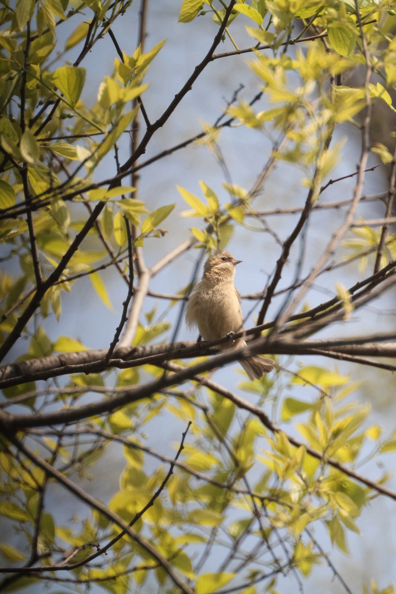 Chinese penduline tit (Remiz consobrinus); DISPLAY FULL IMAGE.