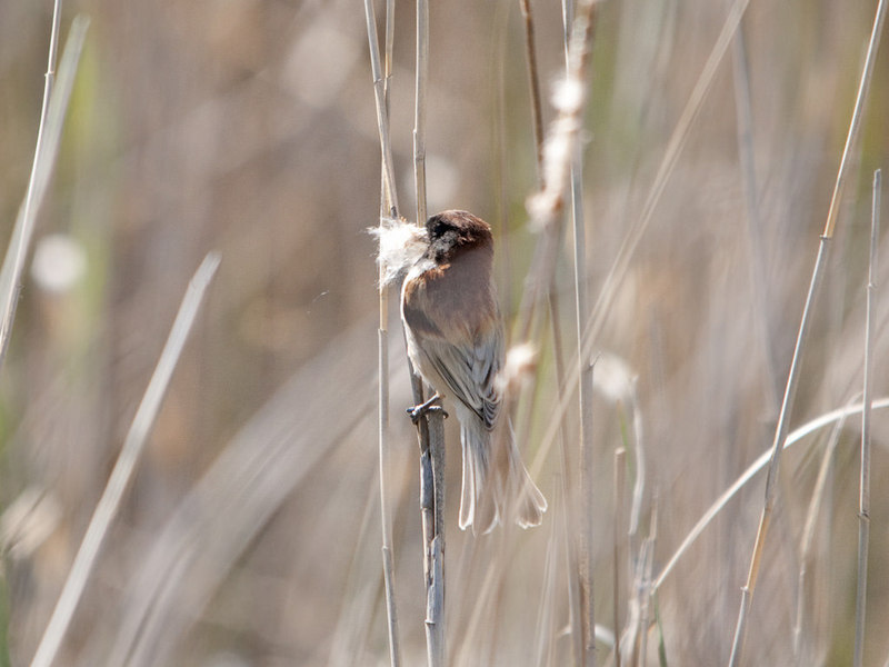 black-headed penduline tit (Remiz macronyx); DISPLAY FULL IMAGE.