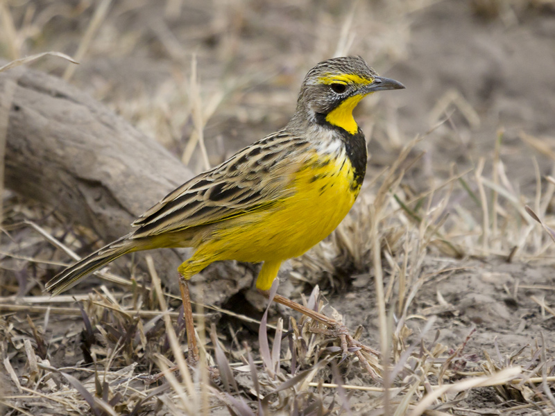 yellow-throated longclaw (Macronyx croceus); DISPLAY FULL IMAGE.