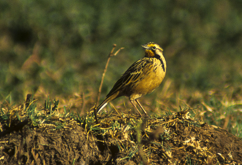 Abyssinian longclaw (Macronyx flavicollis); DISPLAY FULL IMAGE.