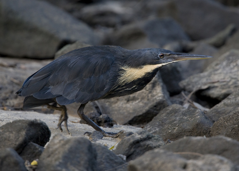 black bittern (Ixobrychus flavicollis); DISPLAY FULL IMAGE.