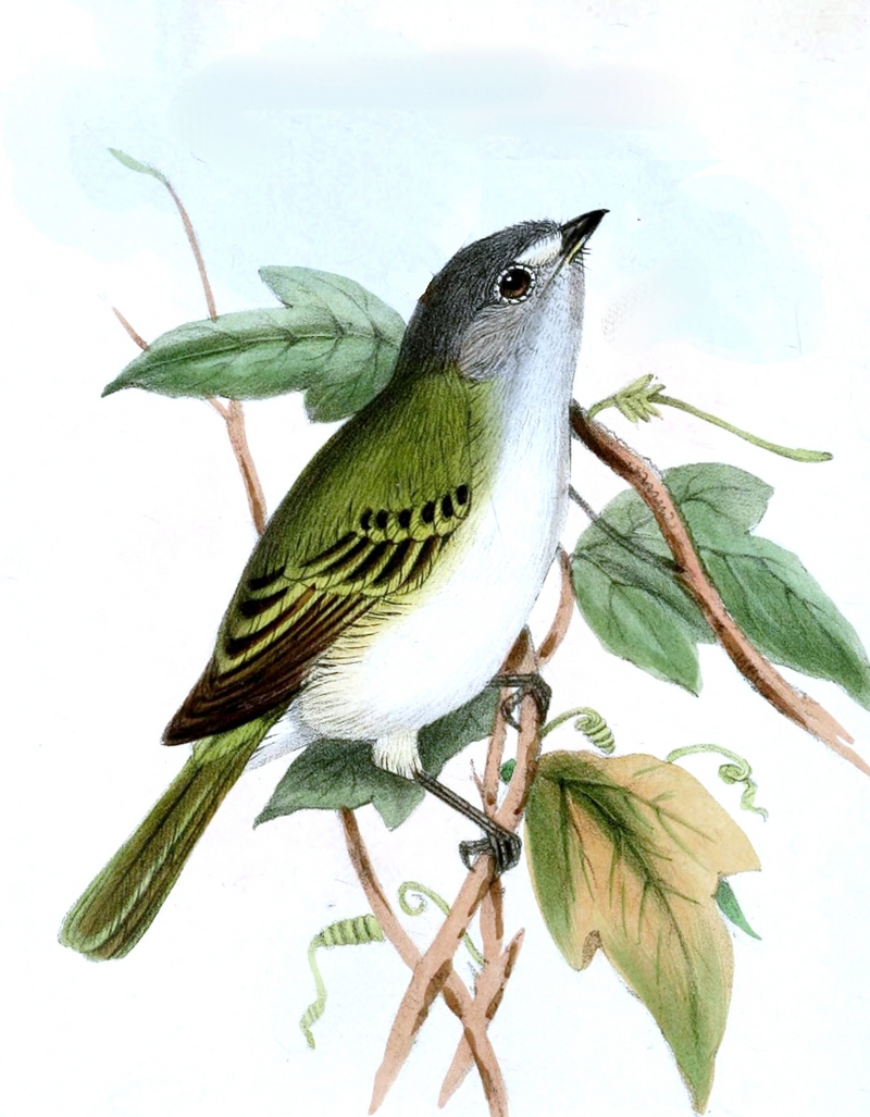 grey-capped tyrannulet (Phyllomyias griseocapilla); DISPLAY FULL IMAGE.