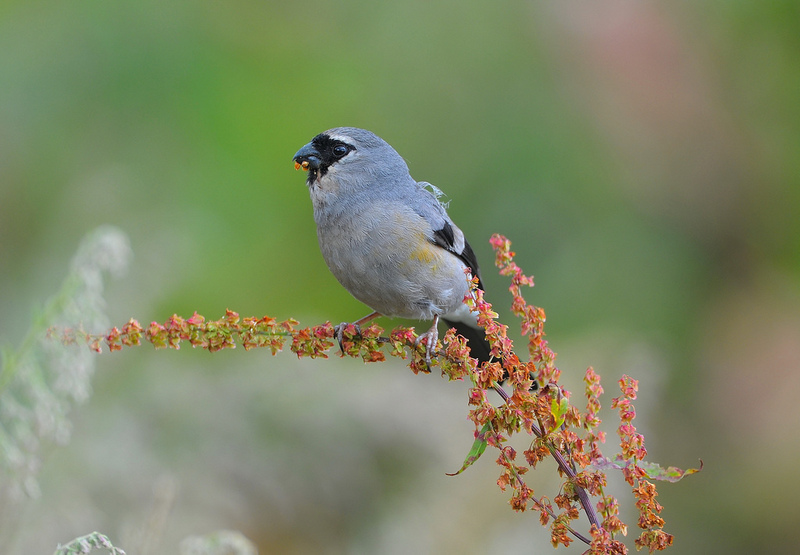 grey-headed bullfinch (Pyrrhula erythaca); DISPLAY FULL IMAGE.