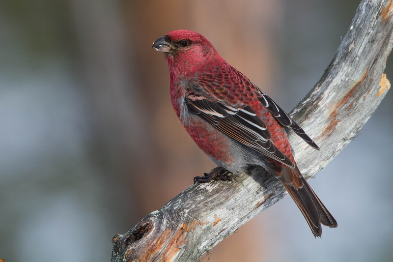 pine grosbeak (Pinicola enucleator); DISPLAY FULL IMAGE.