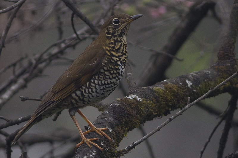 alpine thrush (Zoothera mollissima); DISPLAY FULL IMAGE.