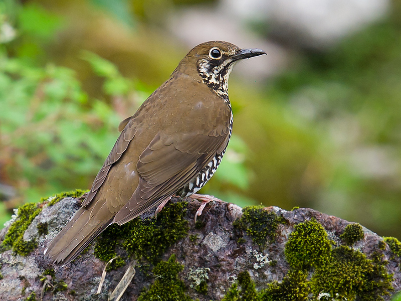 Himalayan forest thrush (Zoothera salimalii); DISPLAY FULL IMAGE.