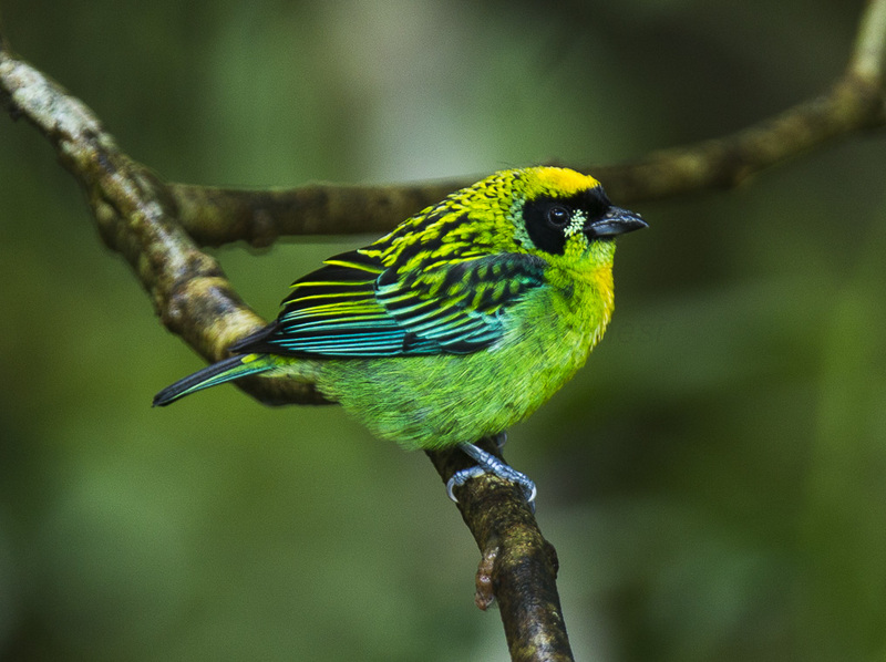 green-and-gold tanager (Tangara schrankii); DISPLAY FULL IMAGE.