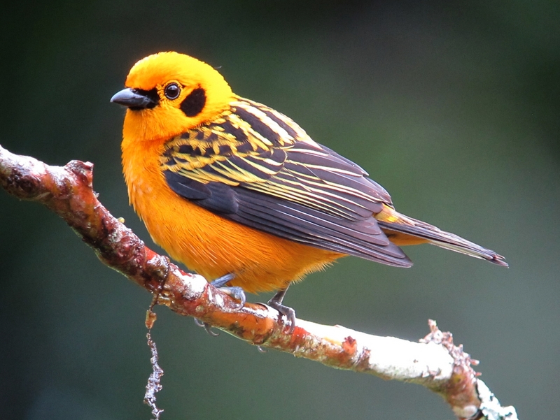 golden tanager (Tangara arthus); DISPLAY FULL IMAGE.