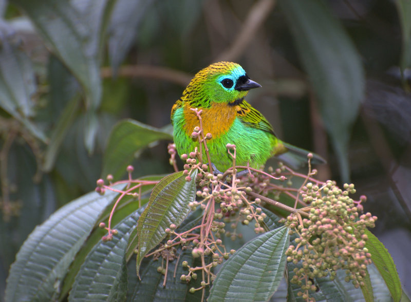 brassy-breasted tanager (Tangara desmaresti); DISPLAY FULL IMAGE.