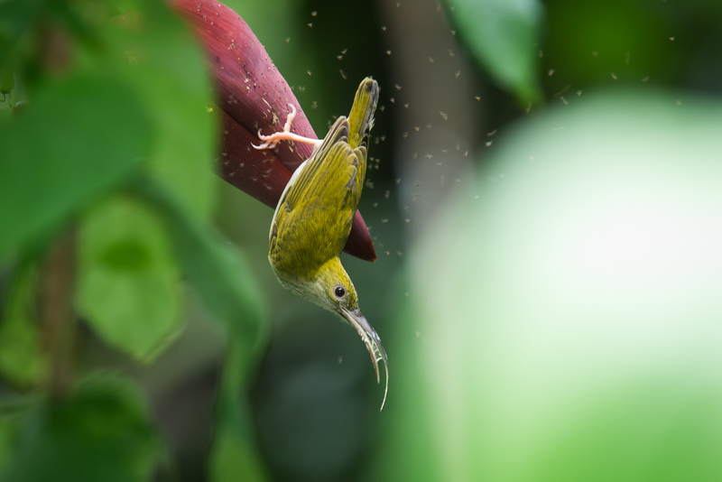 grey-breasted spiderhunter (Arachnothera modesta); DISPLAY FULL IMAGE.