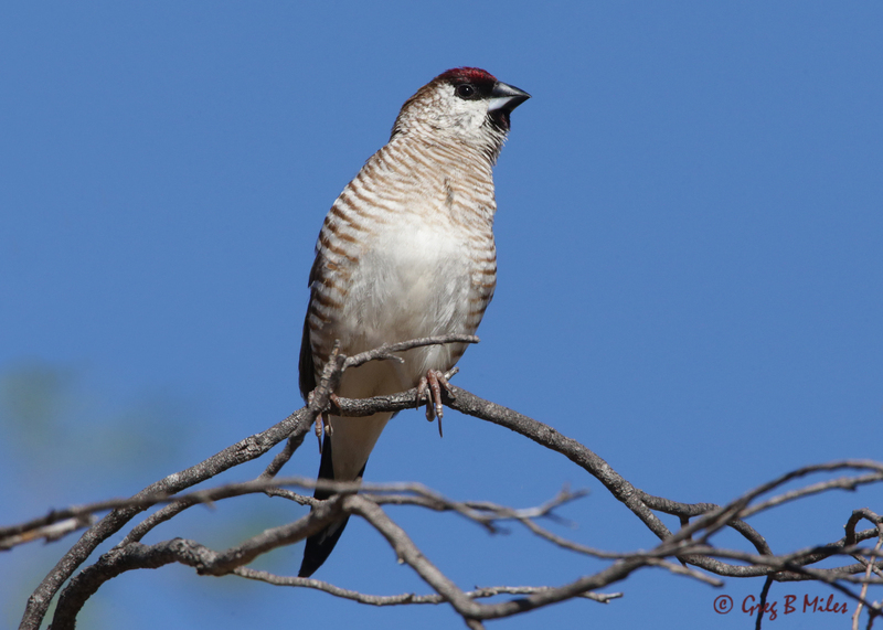 plum-headed finch, cherry finch (Neochmia modesta); DISPLAY FULL IMAGE.