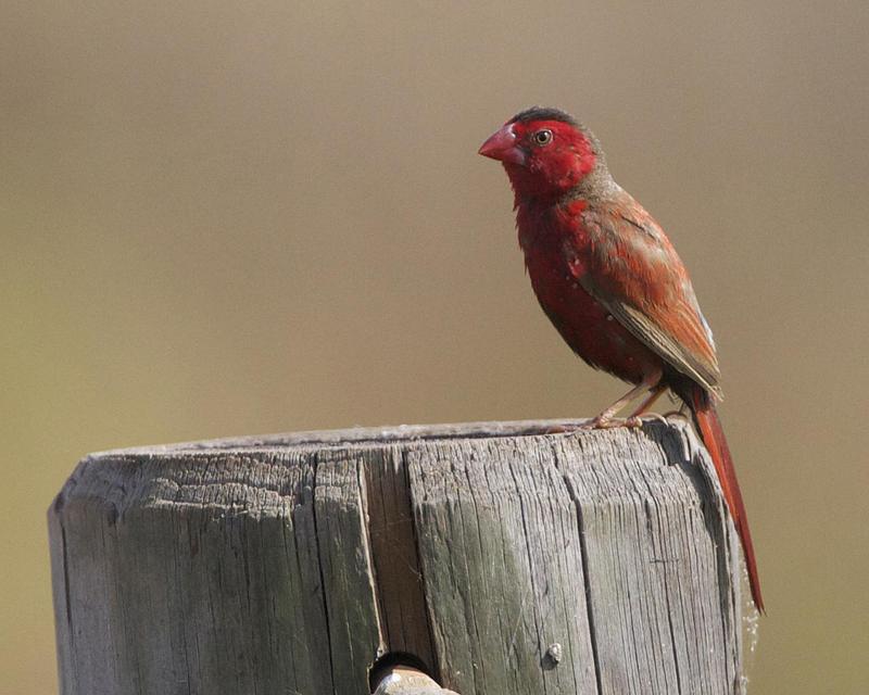 crimson finch, blood finch (Neochmia phaeton); DISPLAY FULL IMAGE.