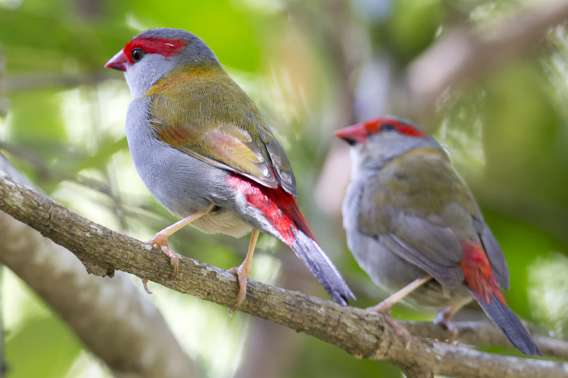 red-browed finch (Neochmia temporalis); DISPLAY FULL IMAGE.