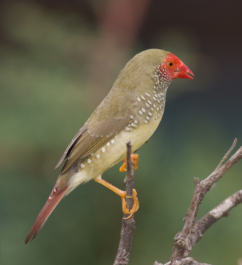 star finch (Neochmia ruficauda); DISPLAY FULL IMAGE.