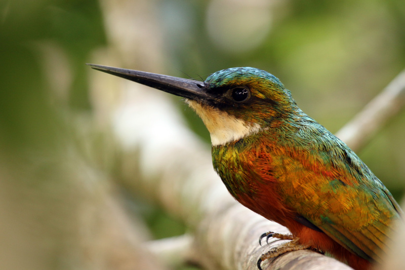 rufous-tailed jacamar (Galbula ruficauda); DISPLAY FULL IMAGE.