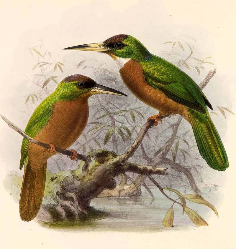 yellow-billed jacamar (Galbula albirostris); DISPLAY FULL IMAGE.