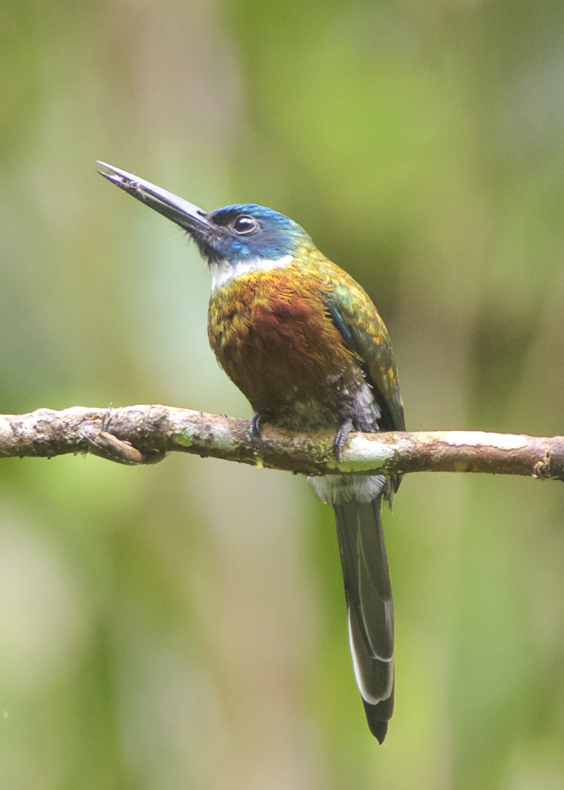 purplish jacamar (Galbula chalcothorax); DISPLAY FULL IMAGE.