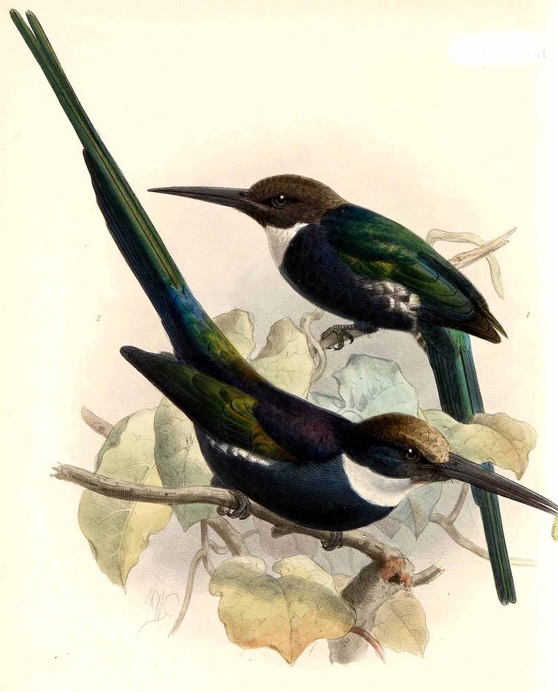 paradise jacamar (Galbula dea); DISPLAY FULL IMAGE.