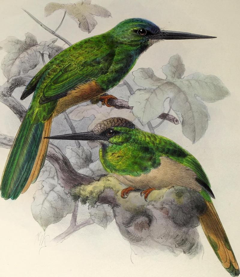 white-chinned jacamar (Galbula tombacea); DISPLAY FULL IMAGE.