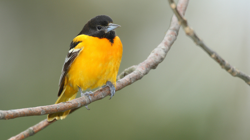 Baltimore oriole, northern oriole (Icterus galbula); DISPLAY FULL IMAGE.