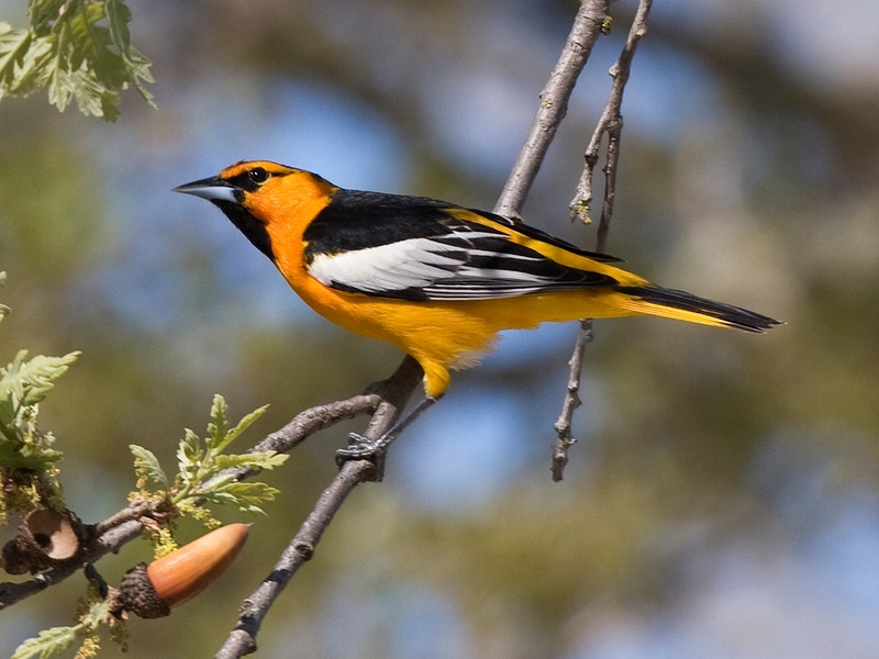 Bullock's oriole (Icterus bullockii); DISPLAY FULL IMAGE.