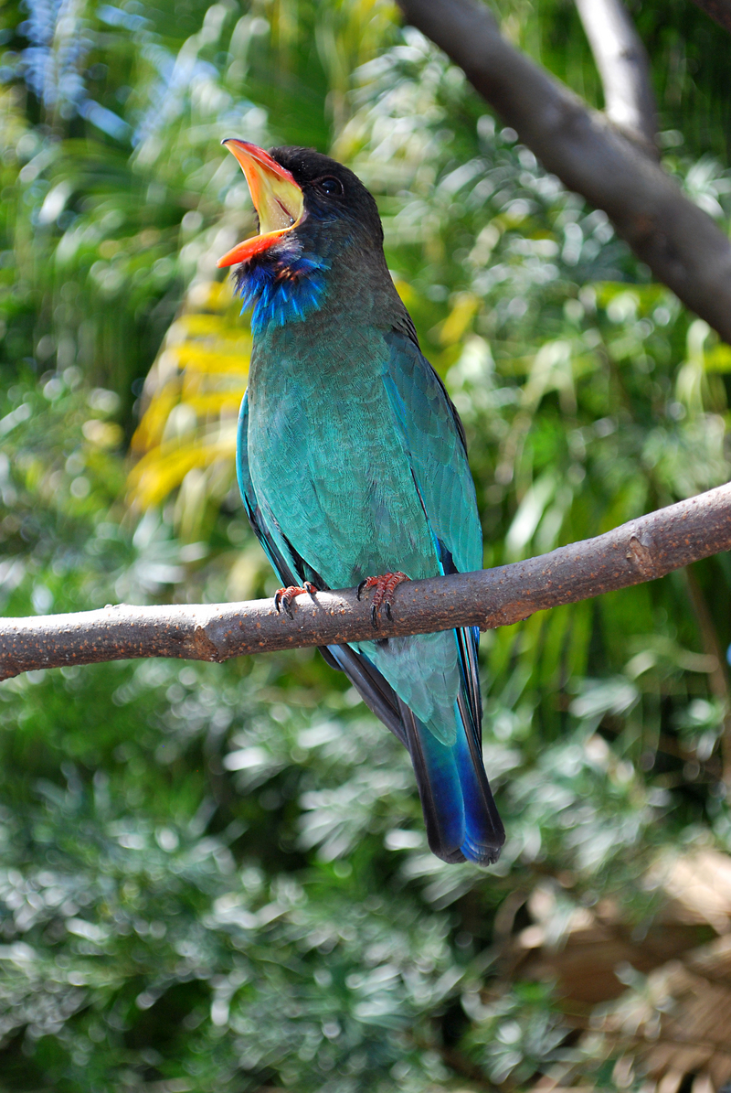 Dollarbird, Oriental dollarbird (Eurystomus orientalis); DISPLAY FULL IMAGE.