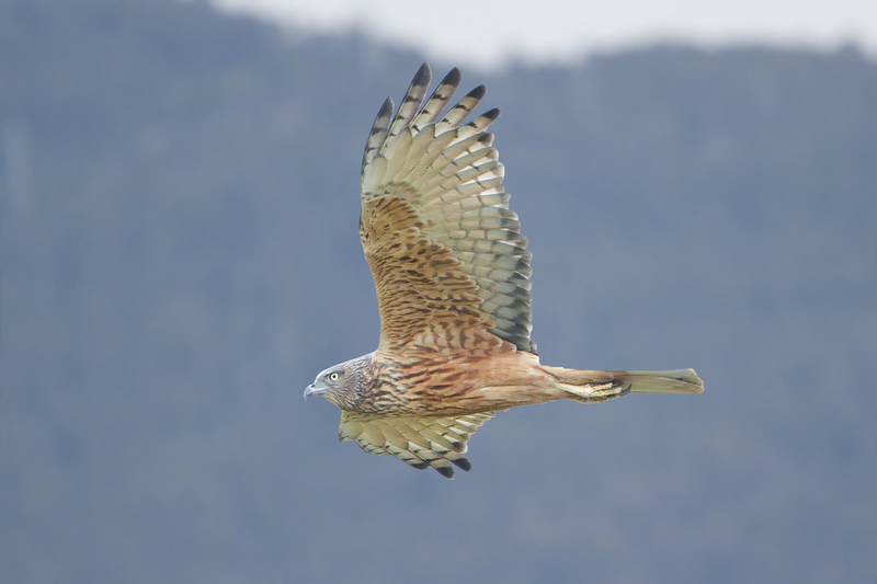 swamp harrier, marsh harrier (Circus approximans); DISPLAY FULL IMAGE.