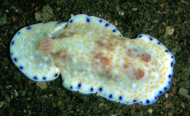 Chromodoris aureopurpurea (Collingwood's chromdoris); DISPLAY FULL IMAGE.