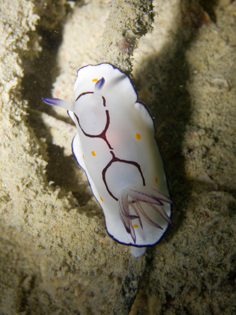 Goniobranchus annulatus (Ringed Chromodoris); DISPLAY FULL IMAGE.