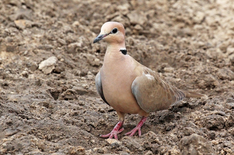 vinaceous dove (Streptopelia vinacea); DISPLAY FULL IMAGE.