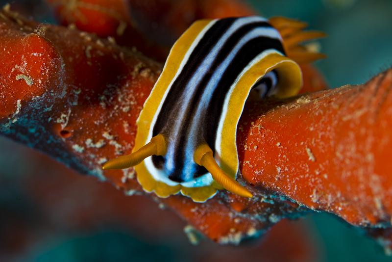 Chromodoris quadricolor (Pyjama chromodorid); DISPLAY FULL IMAGE.