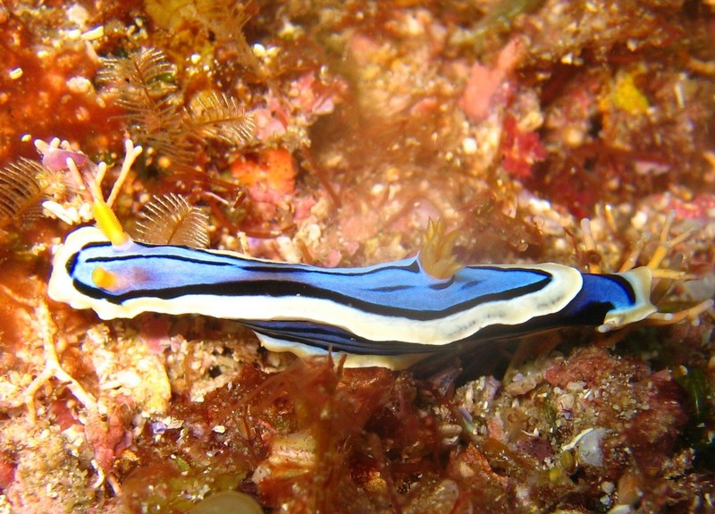 Chromodoris elisabethina (Elizabeth's chromodorid); DISPLAY FULL IMAGE.