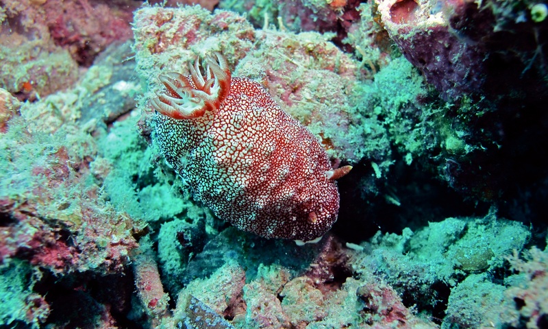 Goniobranchus reticulatus (sea slug); DISPLAY FULL IMAGE.