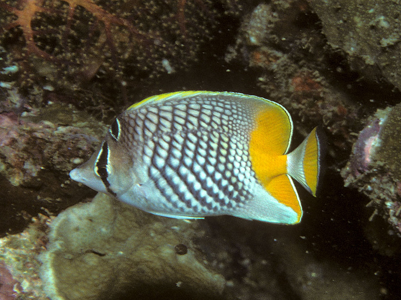 pearlscale butterflyfish (Chaetodon xanthurus); DISPLAY FULL IMAGE.