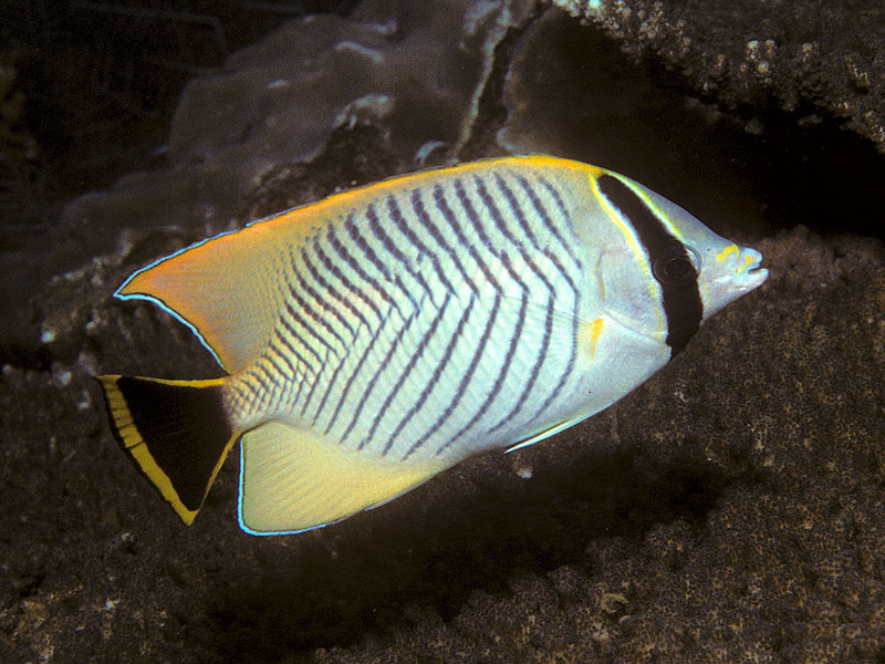 Chevron Butterflyfish (Chaetodon trifascialis); DISPLAY FULL IMAGE.