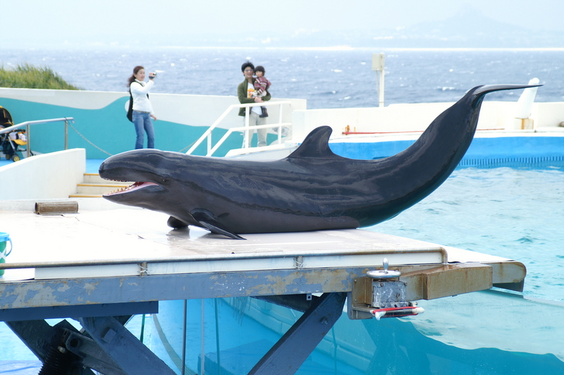 false killer whale (Pseudorca crassidens); DISPLAY FULL IMAGE.