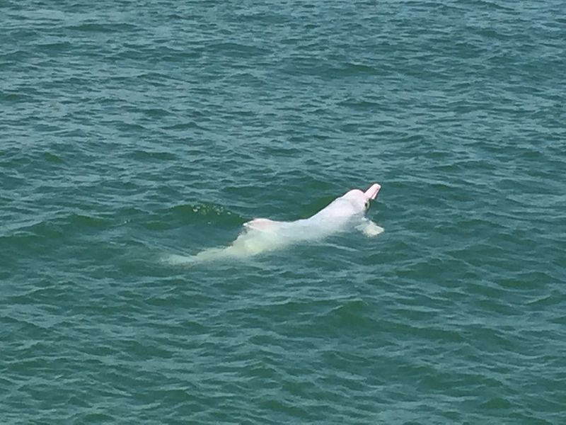 Indo-Pacific humpbacked dolphin (Sousa chinensis); DISPLAY FULL IMAGE.