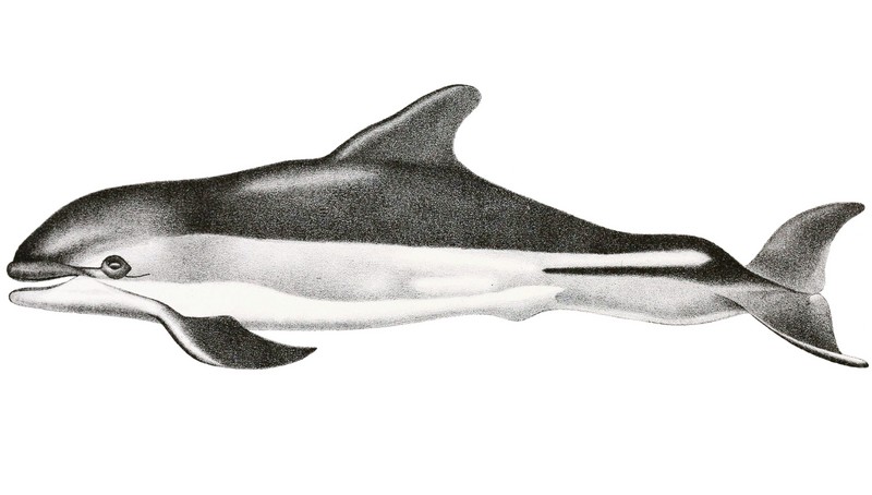 Atlantic white-sided dolphin (Lagenorhynchus acutus); DISPLAY FULL IMAGE.