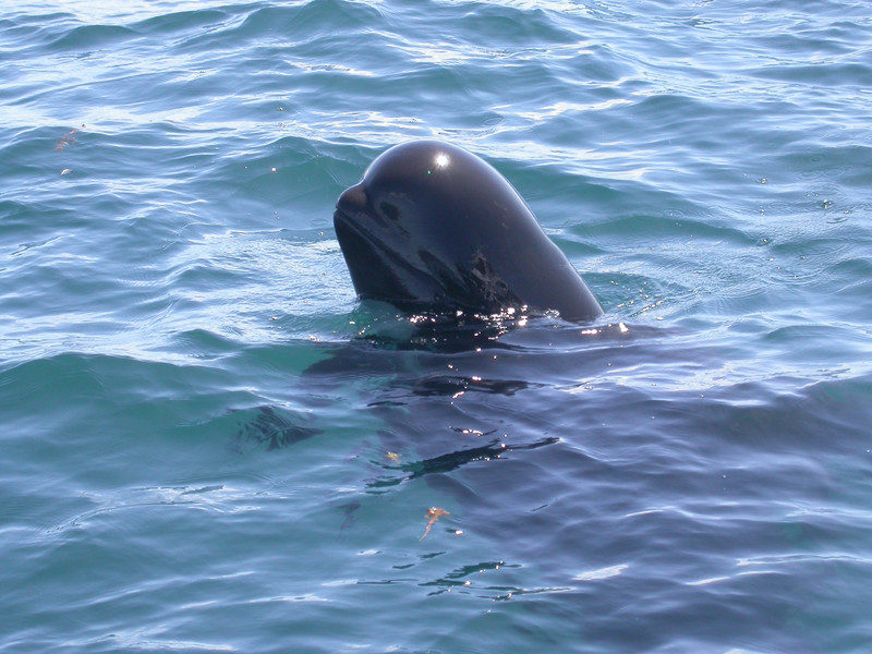 short-finned pilot whale (Globicephala macrorhynchus); DISPLAY FULL IMAGE.