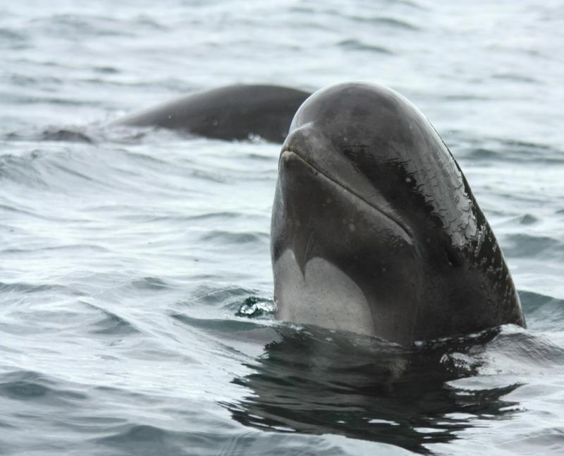 long-finned pilot whale (Globicephala melas); DISPLAY FULL IMAGE.