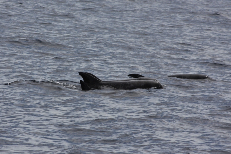 melon-headed whale (Peponocephala electra); DISPLAY FULL IMAGE.