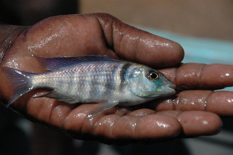 Placidochromis electra (deepwater hap); DISPLAY FULL IMAGE.