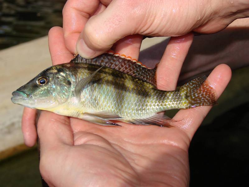 Placidochromis johnstoni; DISPLAY FULL IMAGE.
