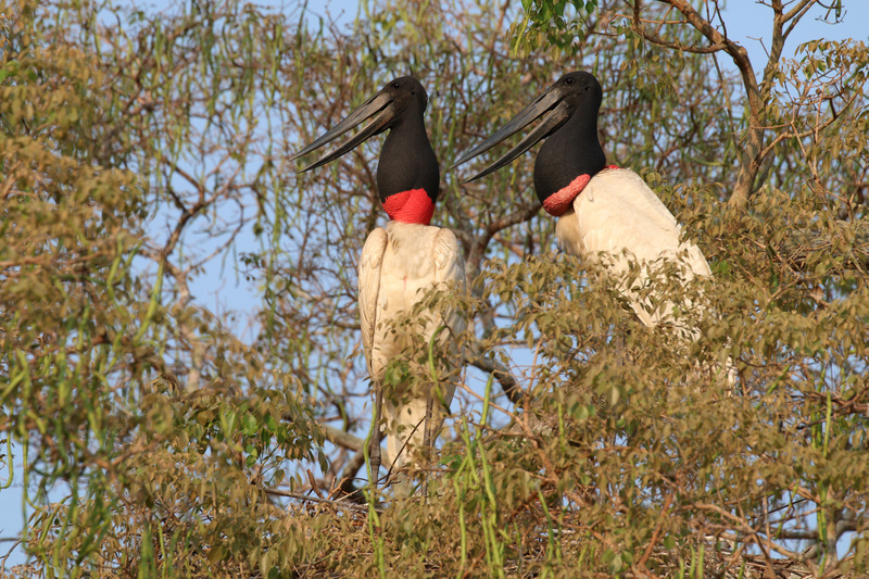 jabiru (Jabiru mycteria); DISPLAY FULL IMAGE.