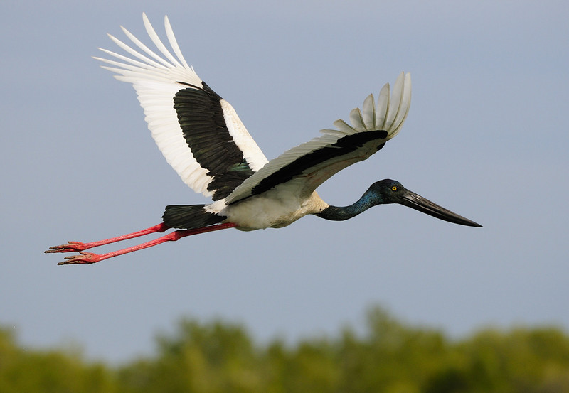 black-necked stork (Ephippiorhynchus asiaticus); DISPLAY FULL IMAGE.