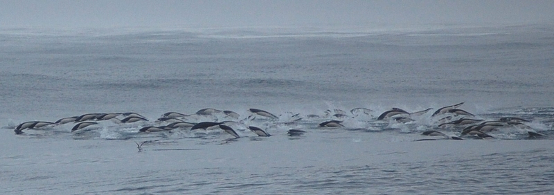 southern right whale dolphin (Lissodelphis peronii); DISPLAY FULL IMAGE.